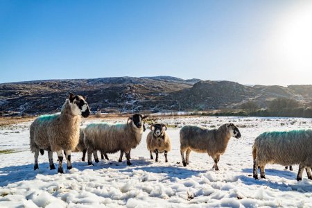 Téléchargez les photos : Troupeau de moutons dans une prairie enneigée du comté de Donegal - Irlande. - en image libre de droit