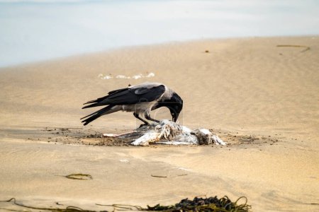Téléchargez les photos : Corbeau mangeant une mouette sur une plage de sable en Irlande. - en image libre de droit