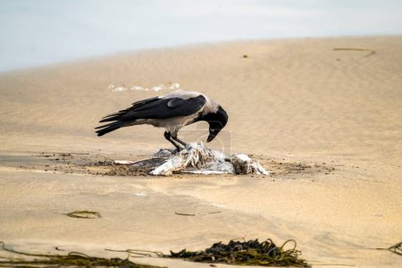 Téléchargez les photos : Corbeau mangeant une mouette sur une plage de sable en Irlande. - en image libre de droit