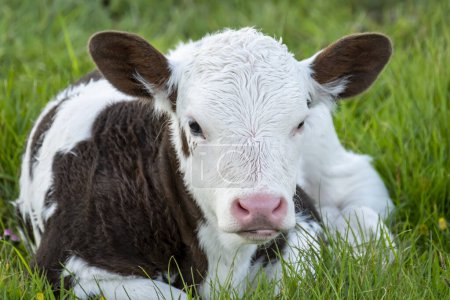 Foto de Una vaca bebé descansando en un prado en Irlanda. - Imagen libre de derechos