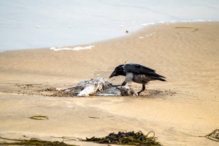 Foto de Cuervo comiendo una gaviota en una playa de arena en Irlanda. - Imagen libre de derechos