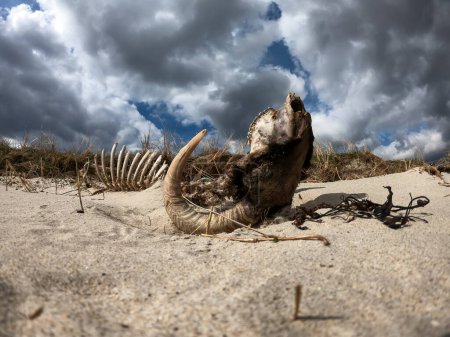 Photo for Dramatic timelapse of ram skeleton lying upside down on dry sand. - Royalty Free Image