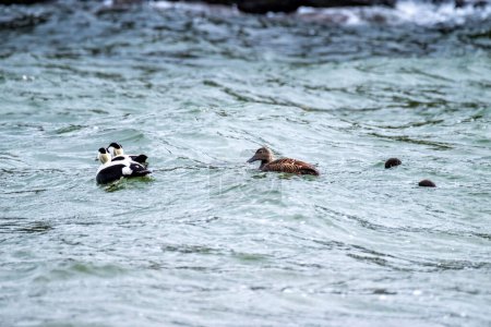 Téléchargez les photos : La famille des Eiders à duvet entraîne ses canetons sur l'océan Atlantique. - en image libre de droit
