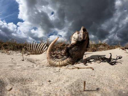 Photo for Dramatic timelapse of ram skeleton lying upside down on dry sand. - Royalty Free Image