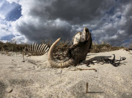 Téléchargez les photos : Timelapse dramatique du squelette du bélier couché à l'envers sur du sable sec. - en image libre de droit