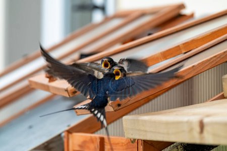 Photo for Swallow feeding chicks close-up flying and sitting on cold frame. - Royalty Free Image