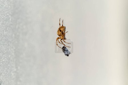 Téléchargez les photos : Cross Orb tisserand araignée manger des proies en Irlande - Vue de la face inférieure. - en image libre de droit