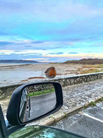 Téléchargez les photos : Red Robin assis sur un miroir de voiture en Irlande. - en image libre de droit