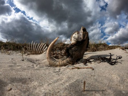 Téléchargez les photos : Timelapse dramatique du squelette du bélier couché à l'envers sur du sable sec. - en image libre de droit