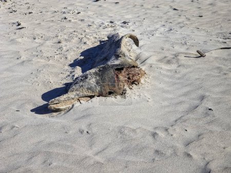 Téléchargez les photos : Dauphin mort sur une plage dans le comté de Donegal, Irlande. - en image libre de droit