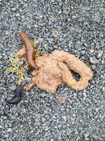 Téléchargez les photos : Escargots manger chien caca sur un chemin. - en image libre de droit