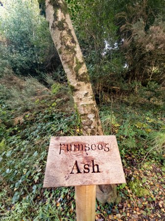 Photo for Ash tree and sign explaining it in irish and english including translation. - Royalty Free Image