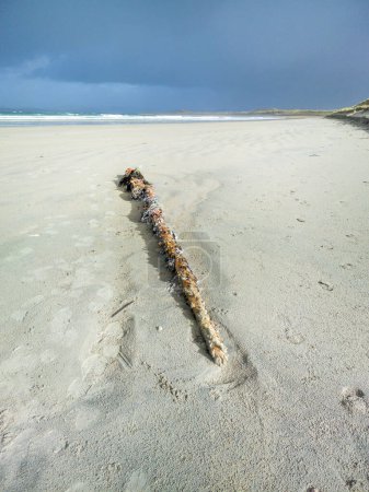Téléchargez les photos : Bernacles, bernacles à tige, bernacles à col de cygne sur poteau en bois sur la plage en Irlande. - en image libre de droit
