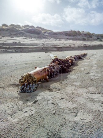 Foto de Percebes de ganso, percebes acechados, percebes de cuello de cisne en poste de madera en la playa en Irlanda. - Imagen libre de derechos