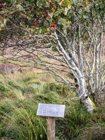 Foto de Rowan árbol y signo explicándolo irlandés e inglés incluyendo la traducción. - Imagen libre de derechos
