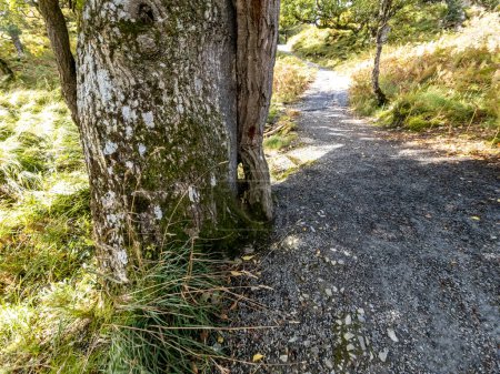 Téléchargez les photos : Chêne vert dans le comté de Donegal - Irlande. - en image libre de droit