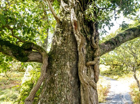 Téléchargez les photos : Chêne vert dans le comté de Donegal - Irlande. - en image libre de droit