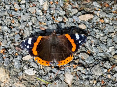 Photo for Butterfly Vanessa atalanta, the red admiral sitting on gravel. - Royalty Free Image
