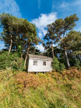 Téléchargez les photos : Cabane en bois sous les pins écossais dans le comté de Donegal - Irlande. - en image libre de droit