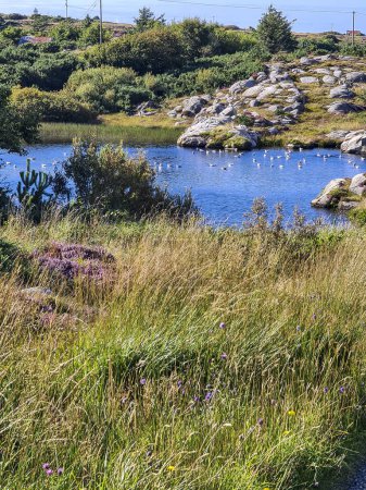 Foto de Pequeño estanque cerca de Lough Waskel por Burtonport, Condado de Donegal, Irlanda Visto desde el paseo ferroviario. - Imagen libre de derechos