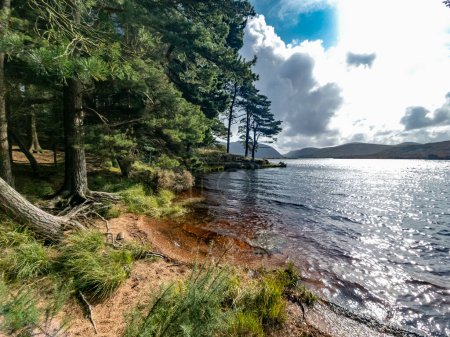 Photo for Scots Pine trees at Lough Veagh in County Donegal - Ireland. - Royalty Free Image
