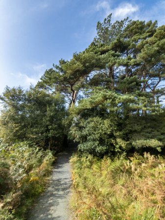 Photo for Scots Pine trees in County Donegal - Ireland. - Royalty Free Image
