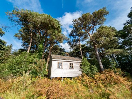 Foto de Cabaña de madera bajo los pinos escoceses en el Condado de Donegal - Irlanda. - Imagen libre de derechos