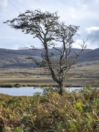 Photo for Lone tree in Glenveagh National Park in County Donegal, Ireland. - Royalty Free Image