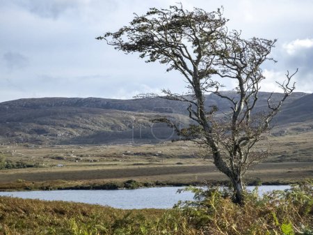 Téléchargez les photos : Arbre solitaire dans le parc national Glenveagh dans le comté de Donegal, Irlande. - en image libre de droit
