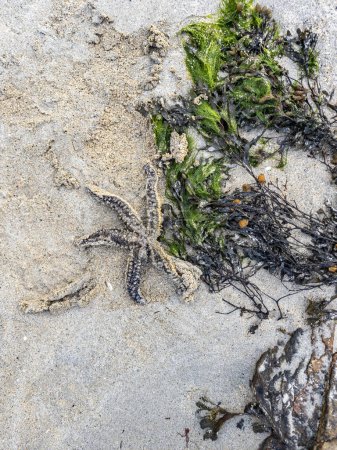 Téléchargez les photos : Étoile de mer sur la plage dans le comté de Donegal, Irlande. - en image libre de droit