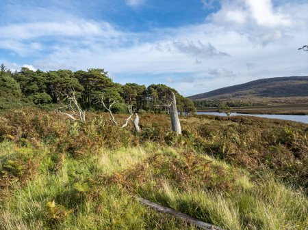 Téléchargez les photos : Arbres secs dans le parc national Glenveagh dans le comté de Donegal, Irlande. - en image libre de droit
