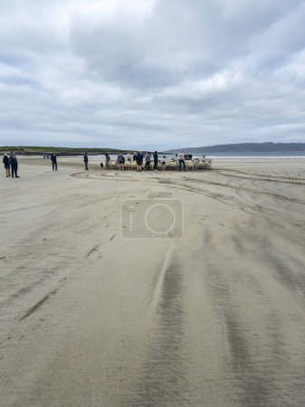 Photo for PORTNOO, COUNTY DONEGAL, IRELAND - SEPTEMBER 23 2023 : Sheep being gathered at Narin Strand. - Royalty Free Image
