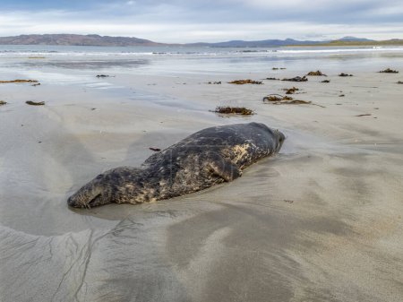 Téléchargez les photos : Phoque mort couché sur la plage de Narin par Portnoo - Comté de Donegal, Irlande - en image libre de droit