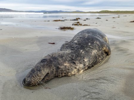 Photo for Dead seal lying on Narin beach by Portnoo - County Donegal, Ireland - Royalty Free Image