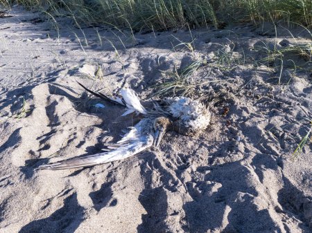 Foto de Alcatraces muertos desembarcados en la playa de Narin por Portnoo, Condado de Donegal, Irlanda. - Imagen libre de derechos