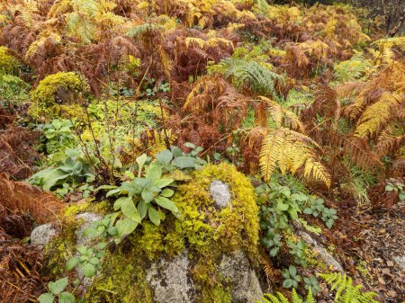 Photo for Fern in autumn in County Donegal, Ireland. - Royalty Free Image