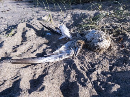Téléchargez les photos : Gannet mort échoué à la plage de Narin par Portnoo, comté de Donegal, Irlande. - en image libre de droit