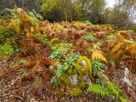 Photo for Fern in autumn in County Donegal, Ireland. - Royalty Free Image