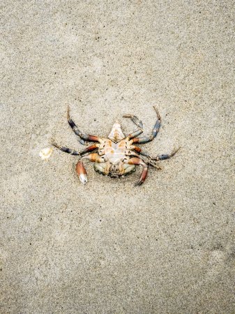 Téléchargez les photos : Crustacé à l'envers, crabe, sur la plage de sable. - en image libre de droit