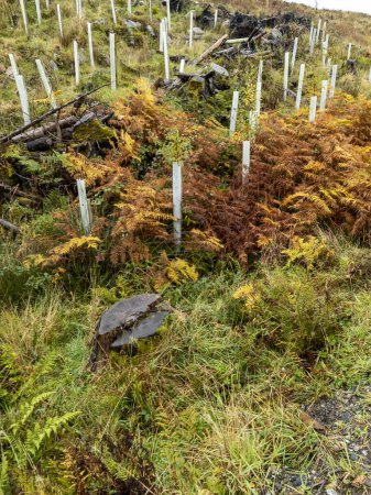 Foto de Árboles recién plantados en Bonny Glen por Portnoo, County DOnegal, Ireland. - Imagen libre de derechos
