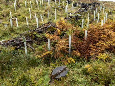 Téléchargez les photos : Arbres nouvellement plantés à Bonny Glen par Portnoo, comté de DOnegal, Irlande. - en image libre de droit