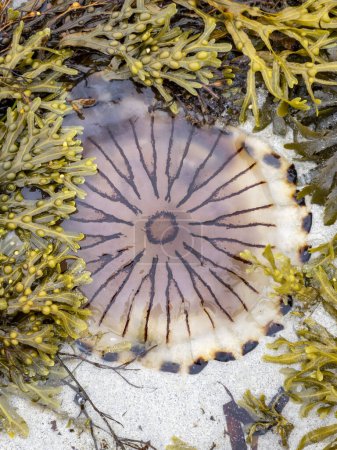 Photo for Compass Jellyfish Chrysaora hyoscella, west-coast of Donegal, Ireland - Royalty Free Image