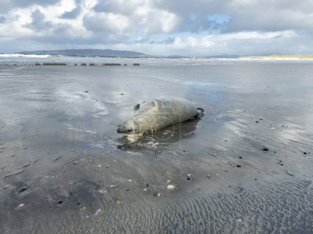 Photo for Dead seal lying on Narin beach by Portnoo - County Donegal, Ireland - Royalty Free Image