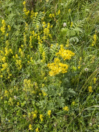 Téléchargez les photos : Fleur à fleurs jaunes appelée Ragwort en Irlande. - en image libre de droit
