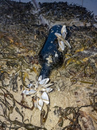 Photo for Goose barnacles barnacle on a bottle at sea beach. - Royalty Free Image