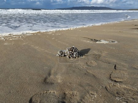 Téléchargez les photos : Bernache bernache bernache sur une bouteille à la plage de la mer. - en image libre de droit