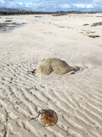 Foto de La famosa piedra en forma de espalda y una medusa brújula en Narin Strand por Portnoo, Condado de Donegal Irlanda. - Imagen libre de derechos