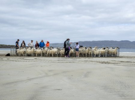 Téléchargez les photos : PORTNOO, COMTÉ DE DONÉGAL, IRLANDE - 23 SEPTEMBRE 2023 : Des moutons rassemblés à Narin Strand. - en image libre de droit