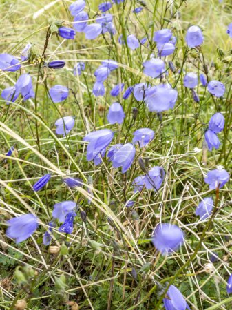 Foto de Harebells, Campanula rotundifolia mearacan gorm, flores silvestres en el prado de verano en la costa de Irlanda. - Imagen libre de derechos