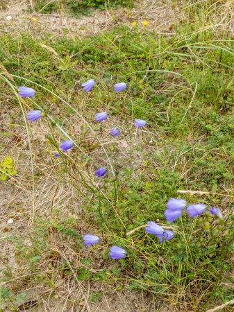 Foto de Harebells, Campanula rotundifolia mearacan gorm, flores silvestres en el prado de verano en la costa de Irlanda. - Imagen libre de derechos